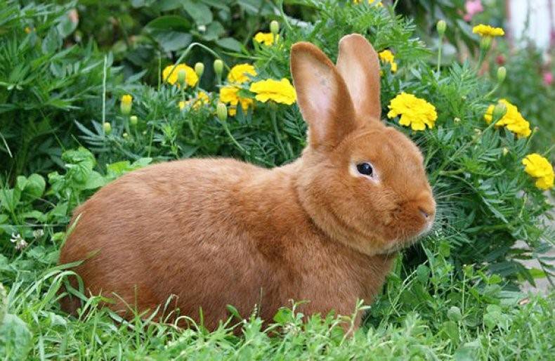 Новозеландский кролик — внешний вид, продуктивные качества и способ выращивания