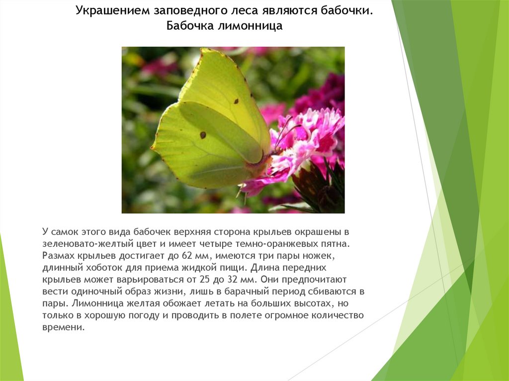 Бабочка лимонница (крушинница): описание рода, чем питается, как выглядит, фото