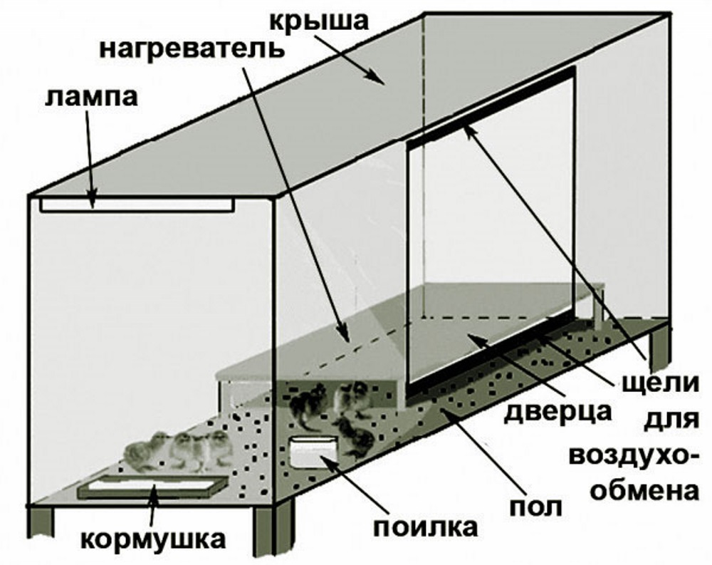 Клетка для цыплят своими руками чертежи и размеры