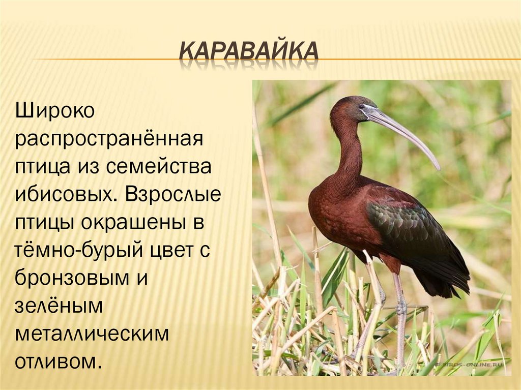 Птица каравайка фото и описание