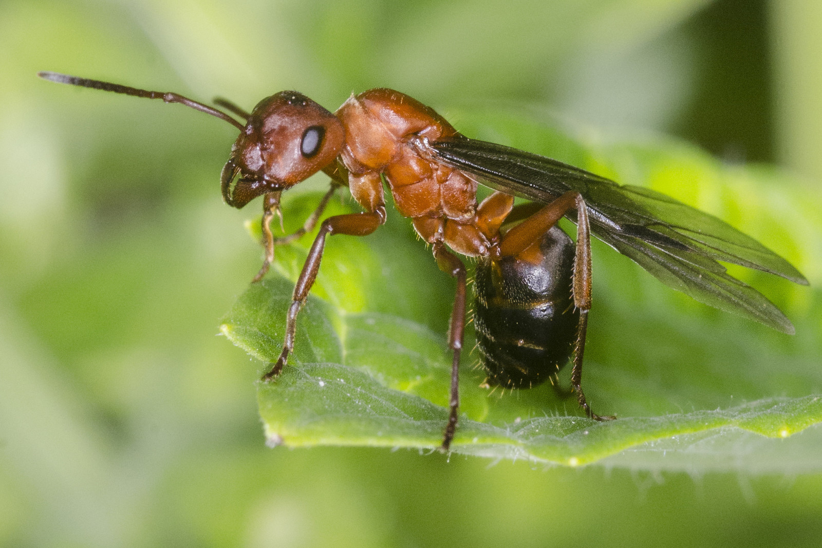 Сколько живут муравьи разных видов?