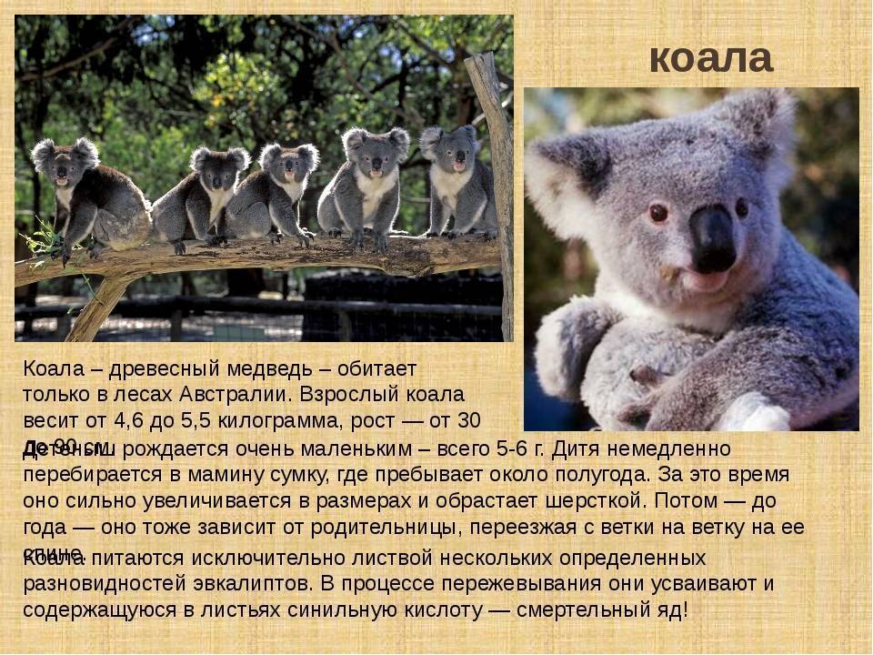 Презентация на тему коала