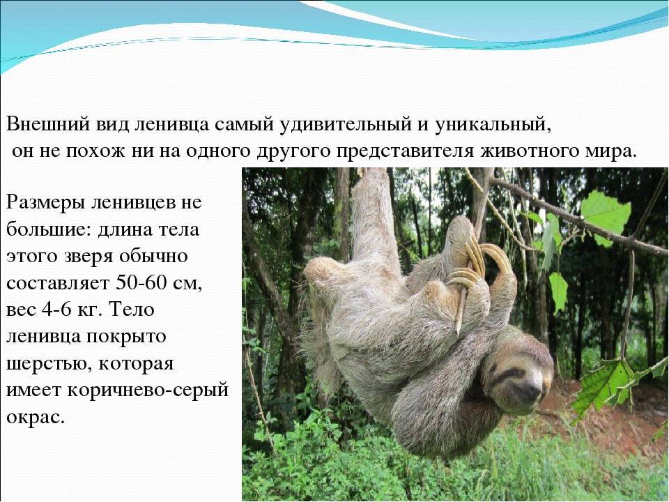 Где обитает ленивец на каком материке. Ленивец презентация. Ленивец описание. Ленивец доклад 3 класс. Сообщение о Ленивце.