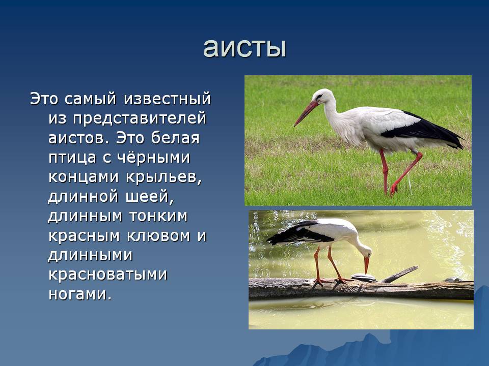 Какой тип питания характерен для аиста белого изображенного на рисунке 1 обоснуйте свой ответ