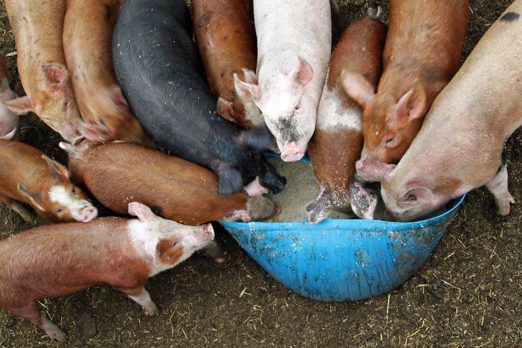 Чем кормить поросят в 1. Корм для свиней. Свиноводство кормление. Поросята едят комбикорм.