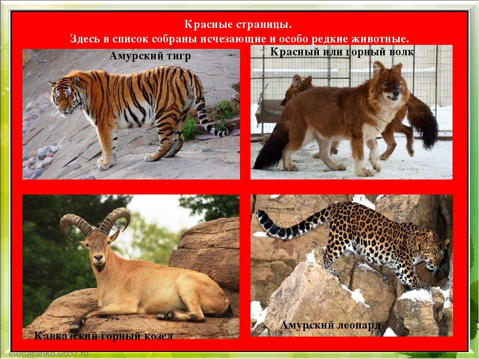 Что занесено в красную книгу россии фото