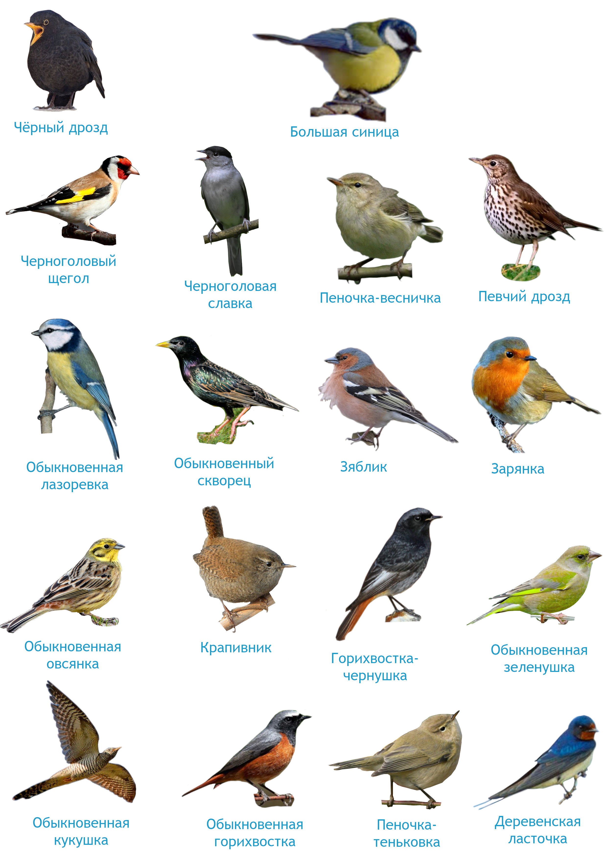 Птицы средней полосы фото и описание
