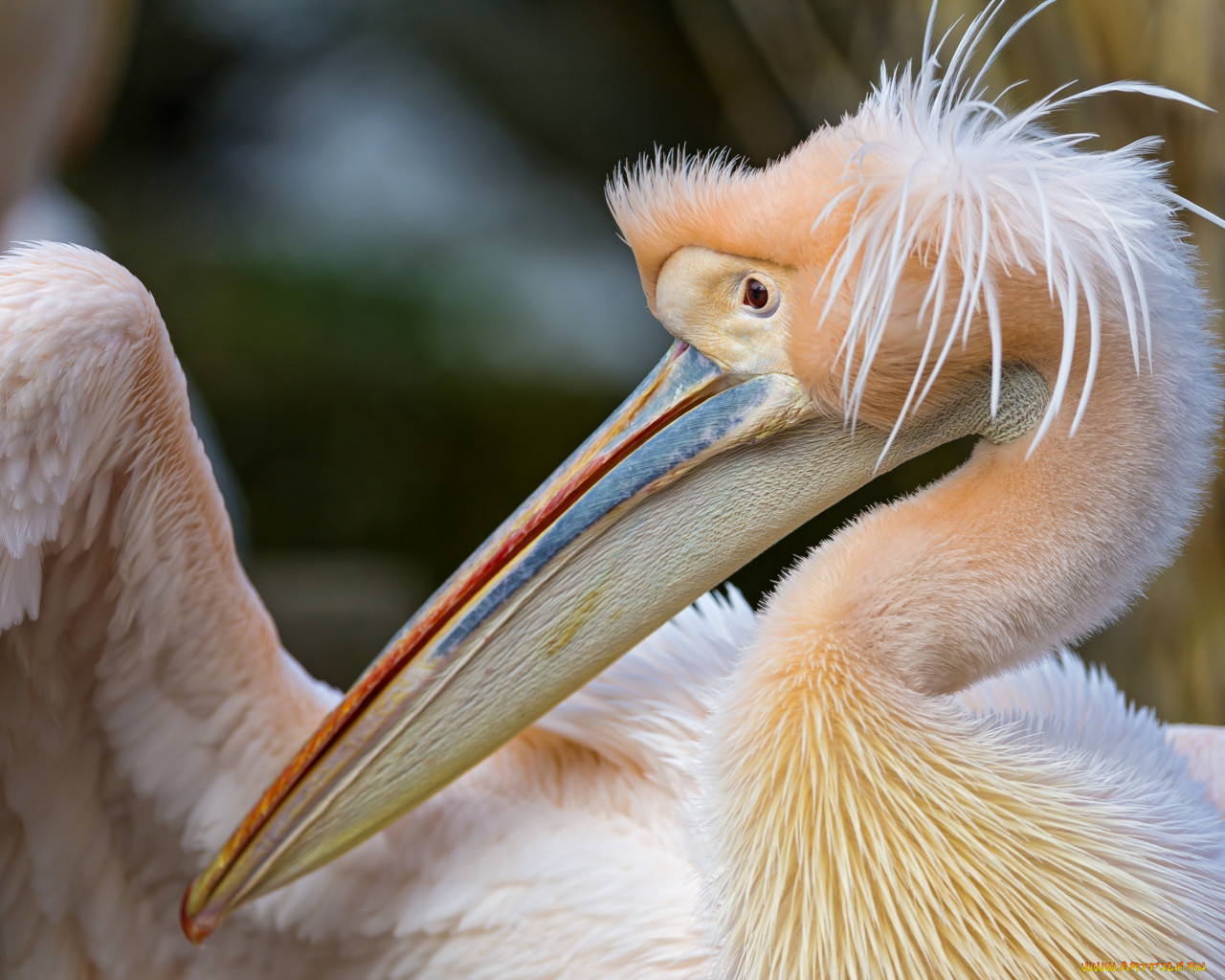 Розовый пеликан красная. Розовый Пеликан. Розовый Пеликан птица. Розовый Пеликан ареал. Розовый Пеликан размер.