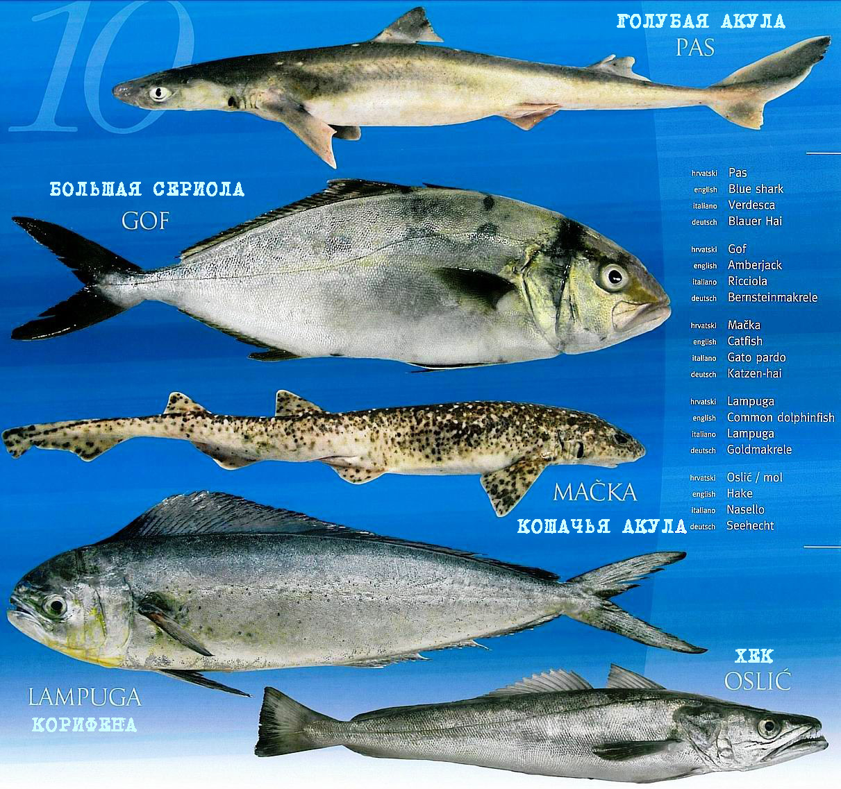 съедобные виды рыб черного моря