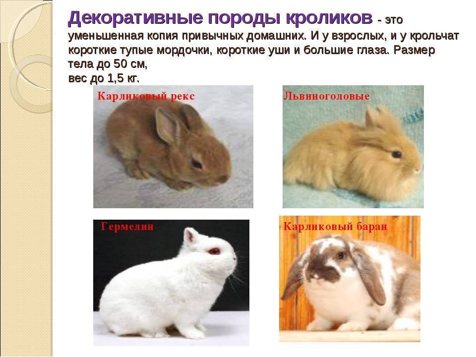 Половое созревание карликовых и декоративных кроликов | информационный портал о карликовых и декоративных кроликах