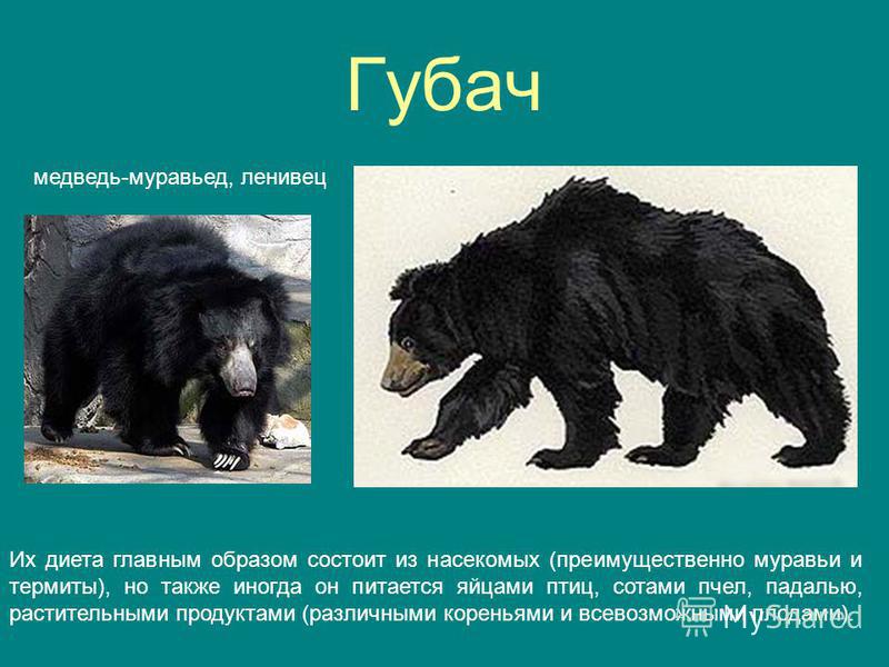 Медведь-губач – краткое описание, фото и видео.