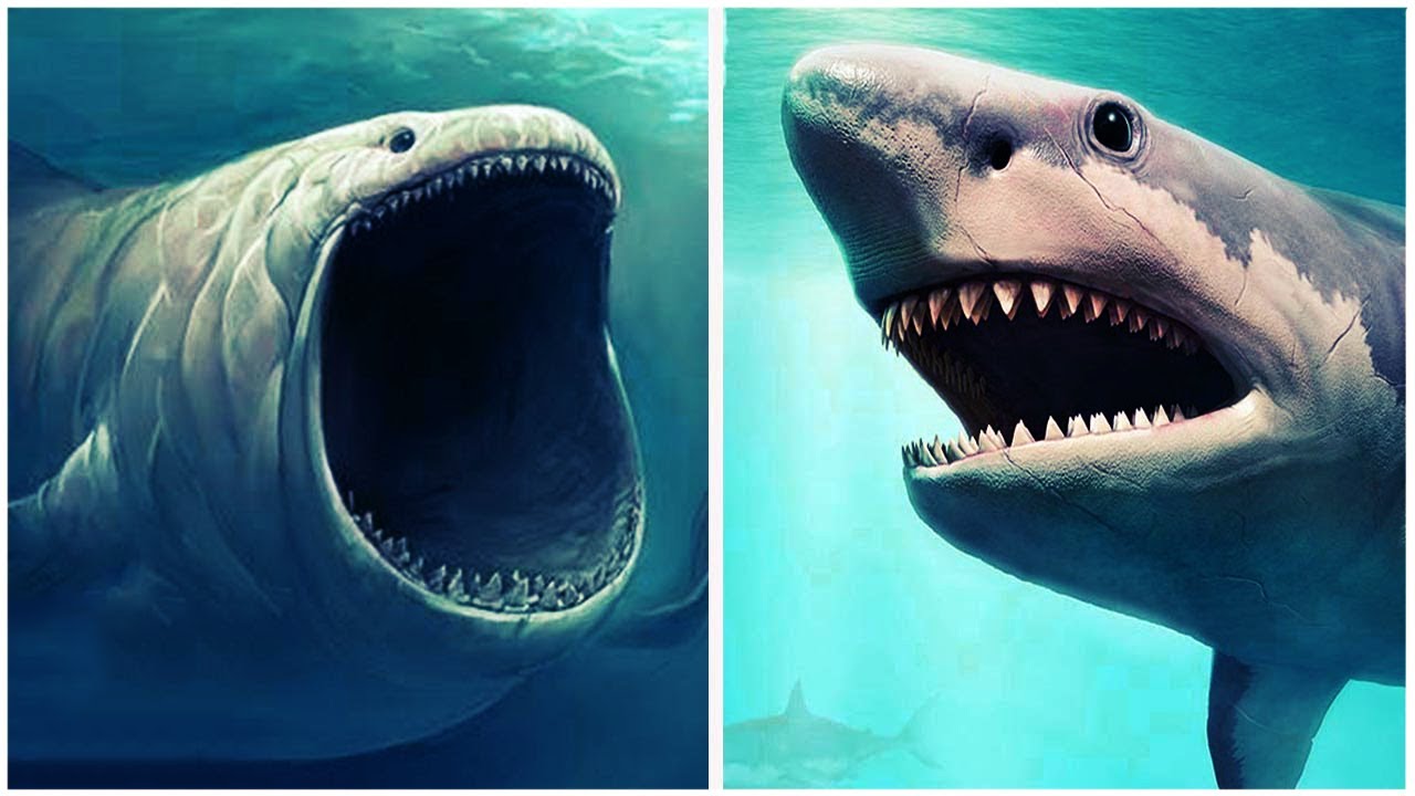 Акула мегалодон: страшный монстр с огромными зубами