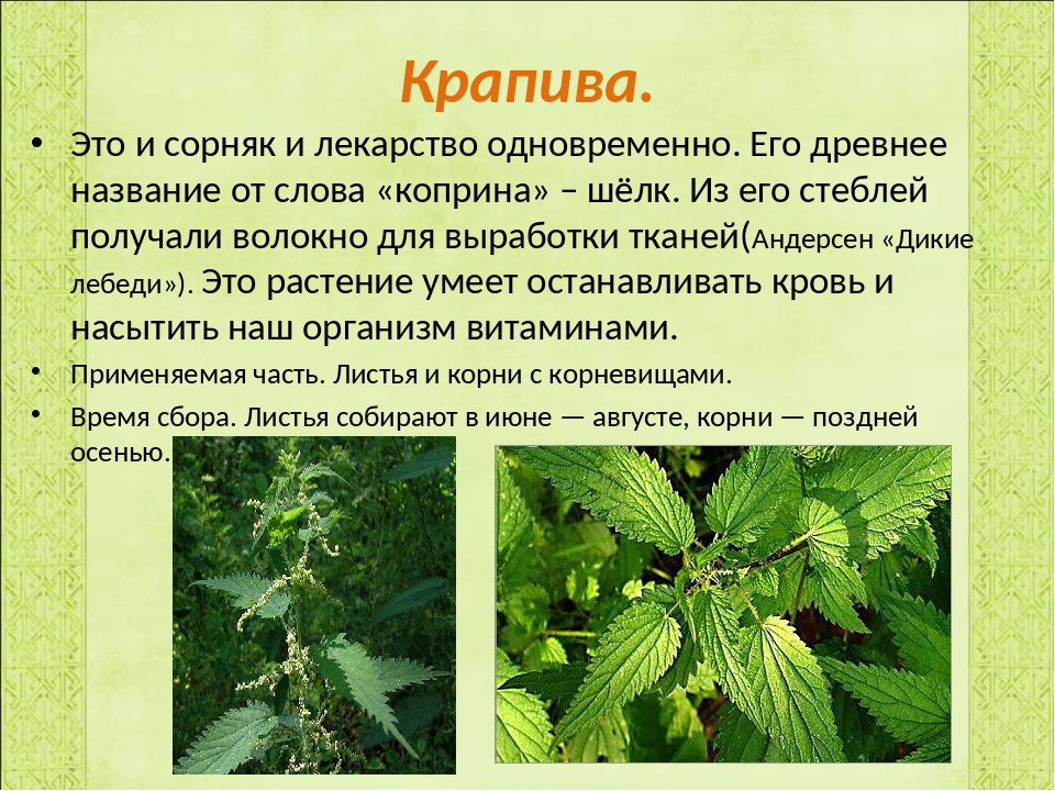 Здоровье польза крапивы. Крапивы двудомной листья препараты. Целебные растения крапива. Крапива двудомная лекарственные свойства. Крапива ядовитое растение.