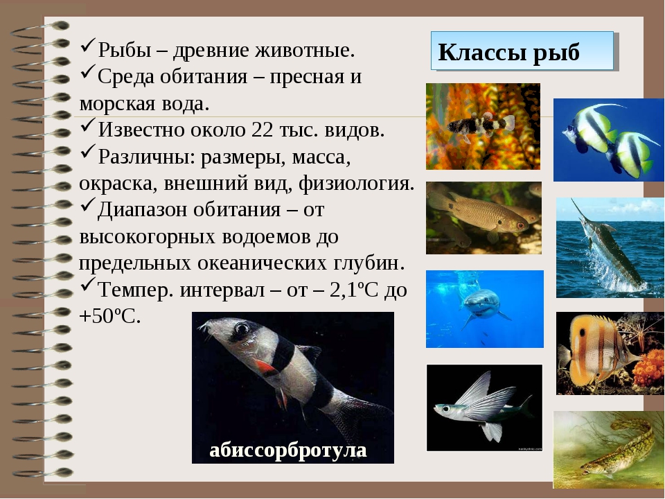 Белая рыба: виды, названия с фото, особенности и полезные свойства