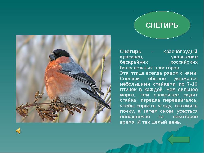 Животные, занесённые в красную книгу хабаровского края