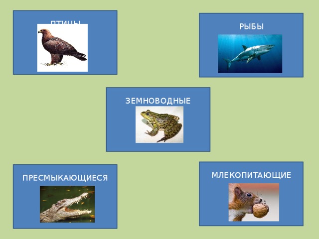 Различия рептилий и млекопитающих. Млекопитающие рыбы птицы. Млекопитающие и пресмыкающиеся. Млекопитающие и пресмыкающиеся и земноводные. Рыбы земноводные пресмыкающиеся.