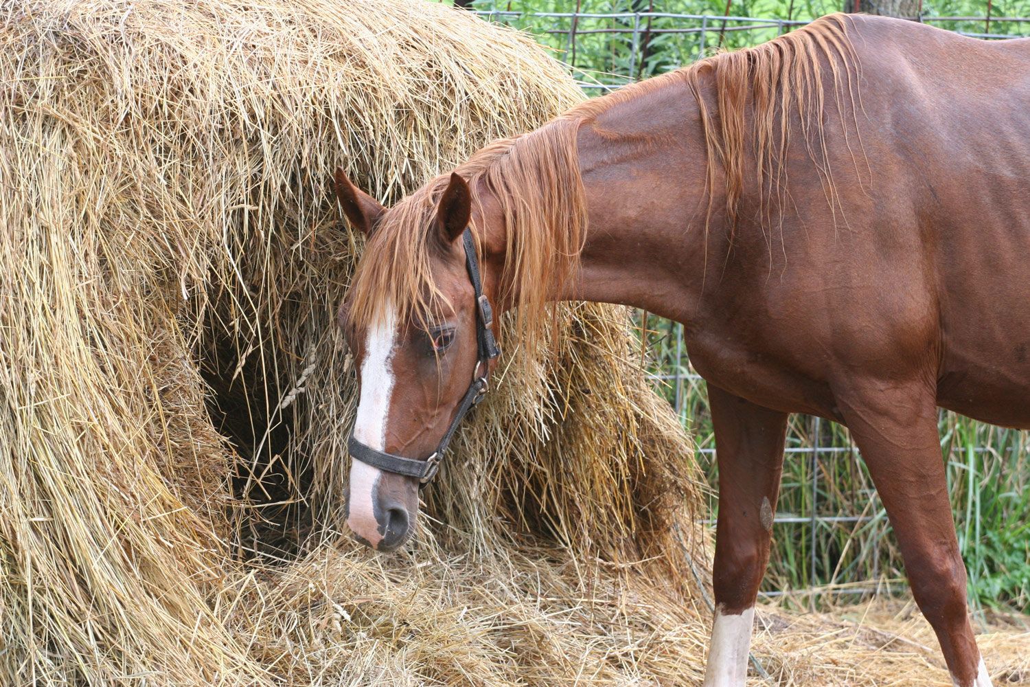 Лошадь сено в день. Что едят лошади. Сено для лошадей. Лошадь ест сено. Лошадь кушает.