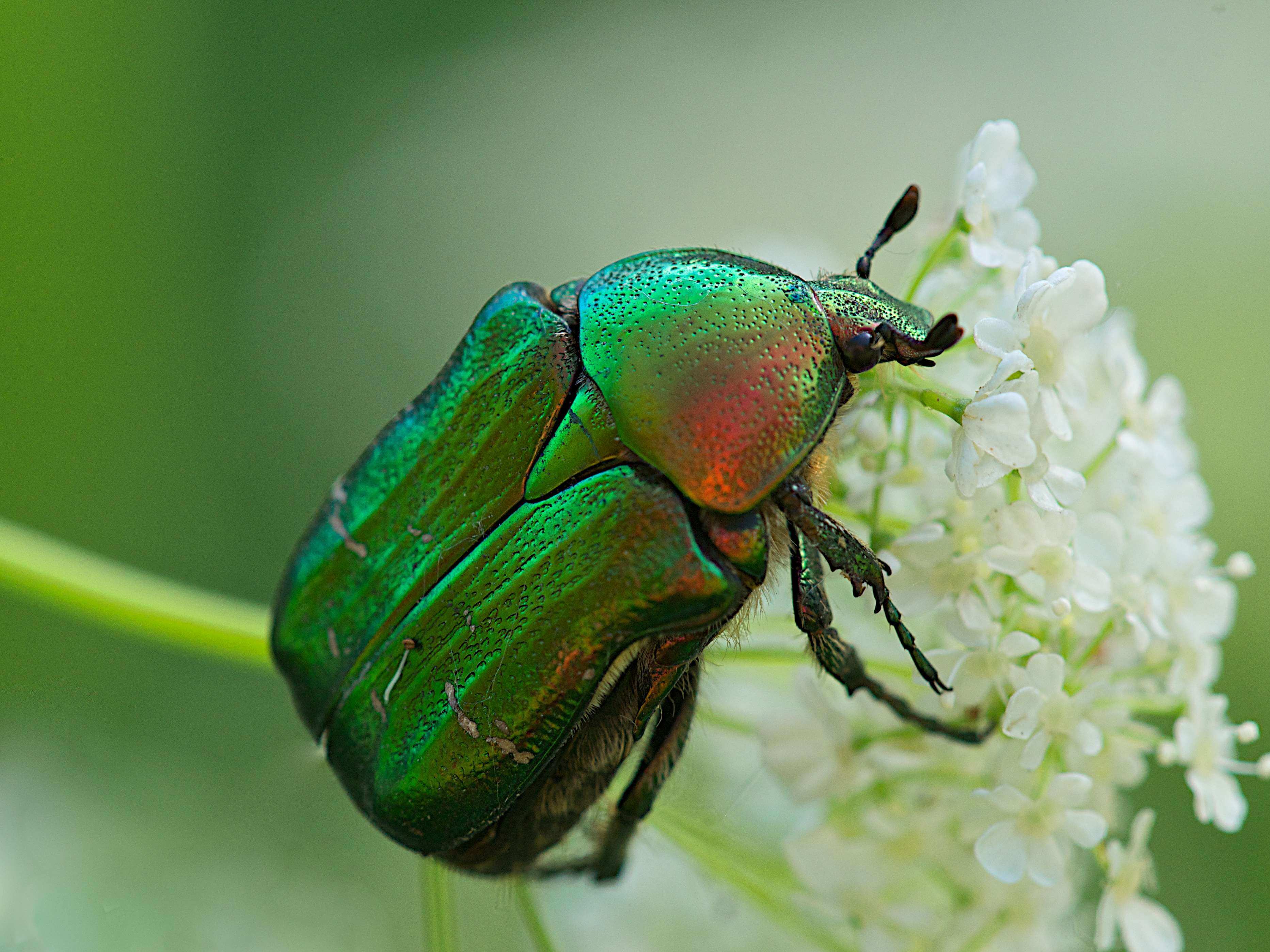 Интересные факты о майском жуке | vivareit