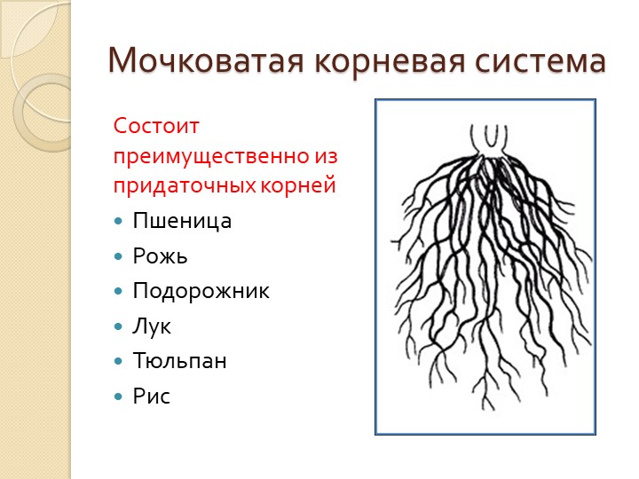 Характеристика стержневой корневой. Стержневая и мочковатая корневая система. Растения с мочковатой корневой системой. Растения с стержневой мочковатой системой. Строение мочковатой корневой системы.