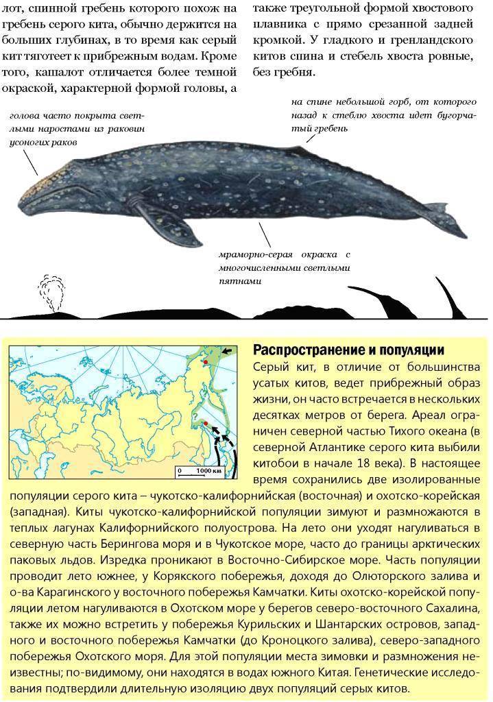 Самый большой кит в мире