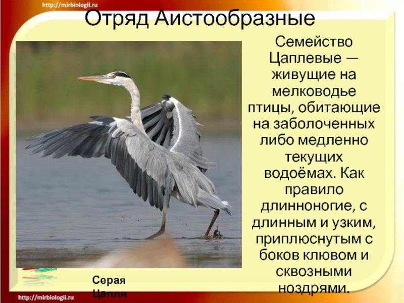 Какой тип питания характерен для серой цапли изображенной на рисунке