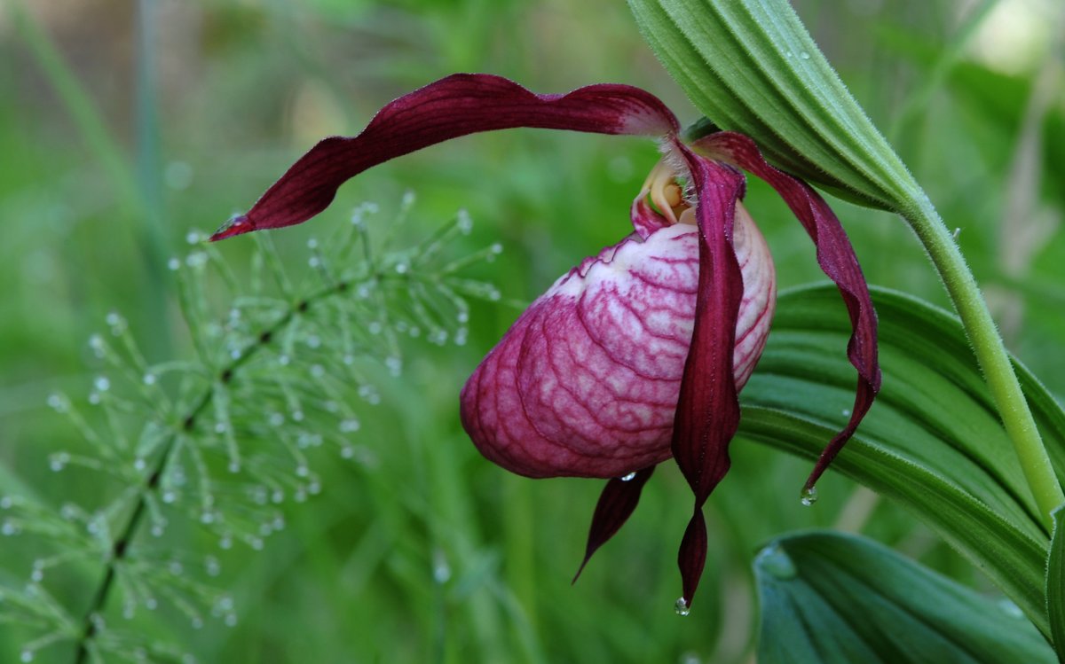 Венерин башмачок крупноцветковый – Cypripedium macranthon SW.