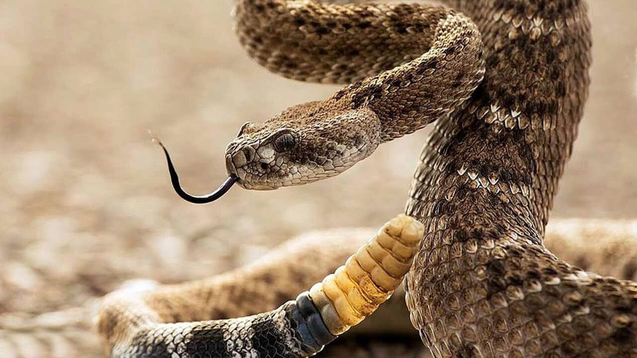Гремучая змея относится к отряду