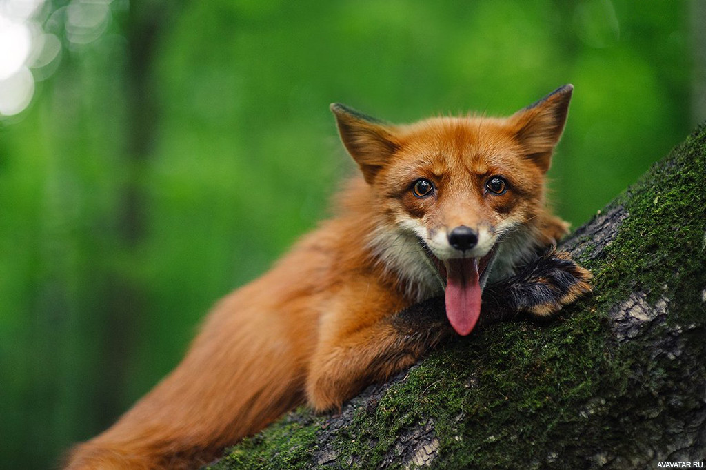 Лиса (лисица) – описание, виды, где обитает, чем питается, фото
