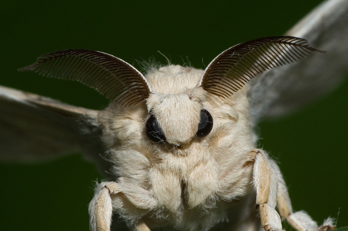 Венесуэльский пуделевый мотылек тутовый шелкопряд