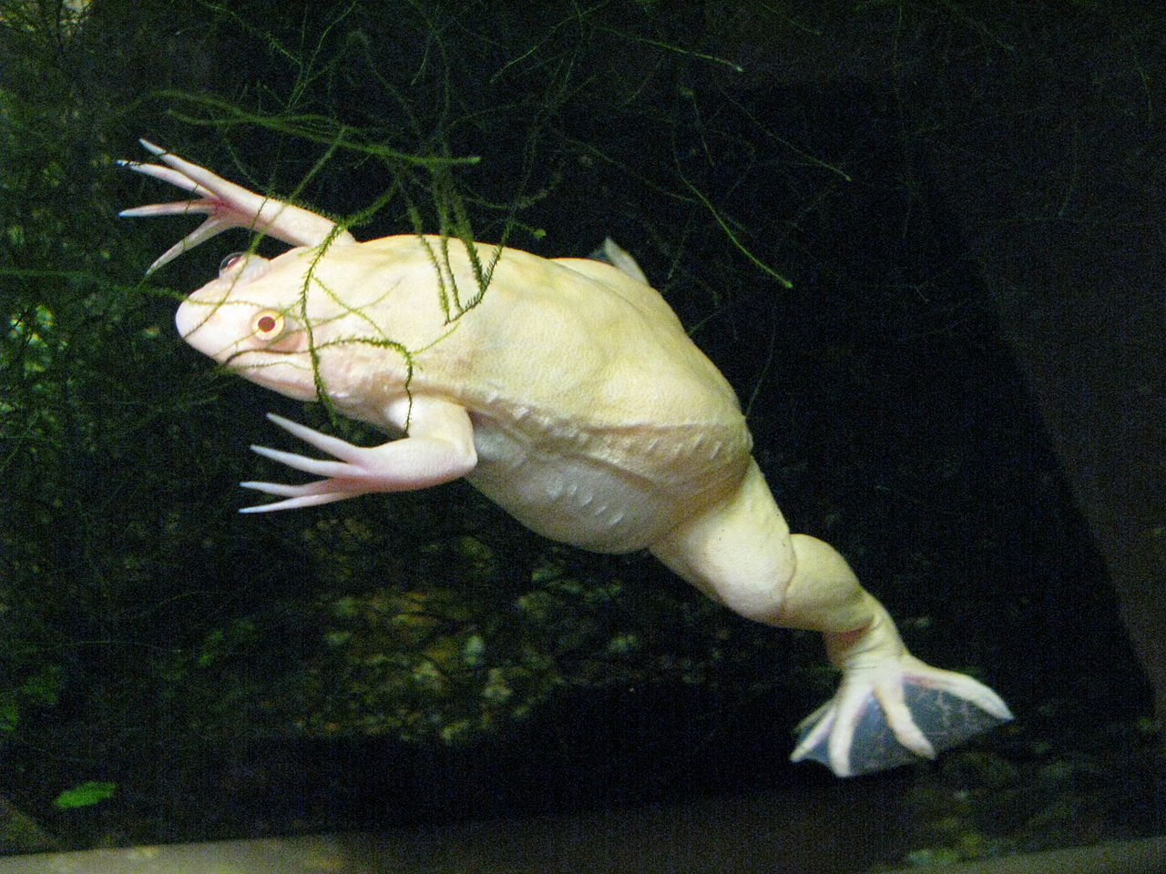 Шпорцевая лягушка (xenopus)