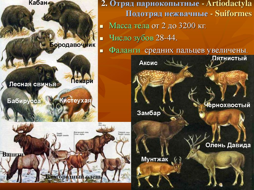 Парнокопытные классификация схема