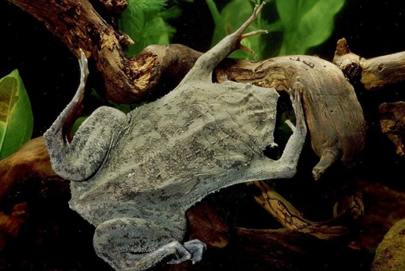 Необычный представитель водной среды – суринамская лягушка пипа и ее особенности