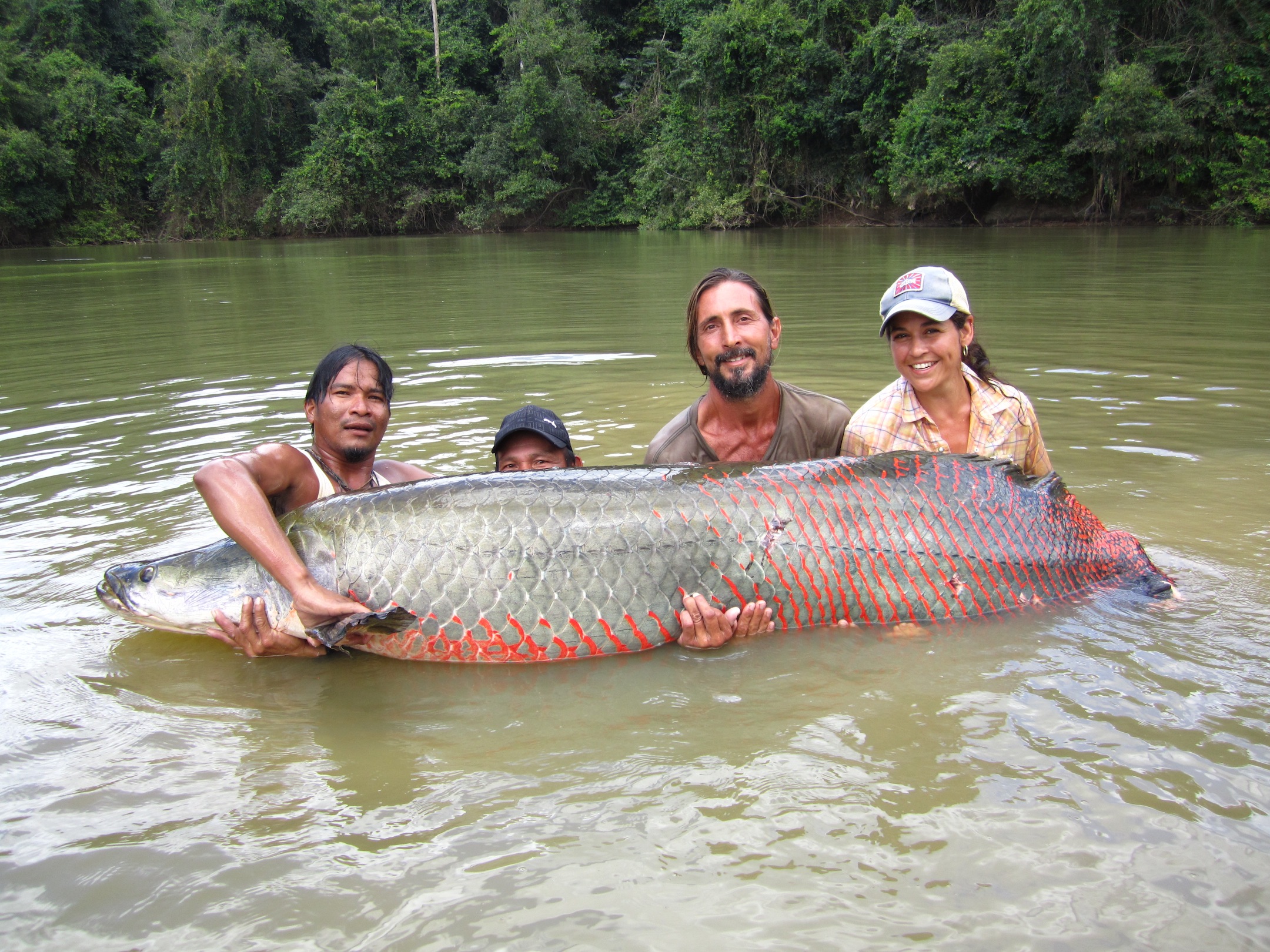 Рыба пираруку фото в амазонке