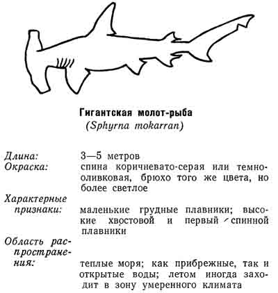 Акула молот крючком схема и описание