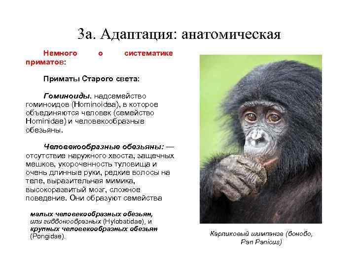 Деятельность человекообразных обезьян. Гоминиды человекообразные обезьяны. Отряд приматы человек. Признаки приматов. Отряд приматы классификация.