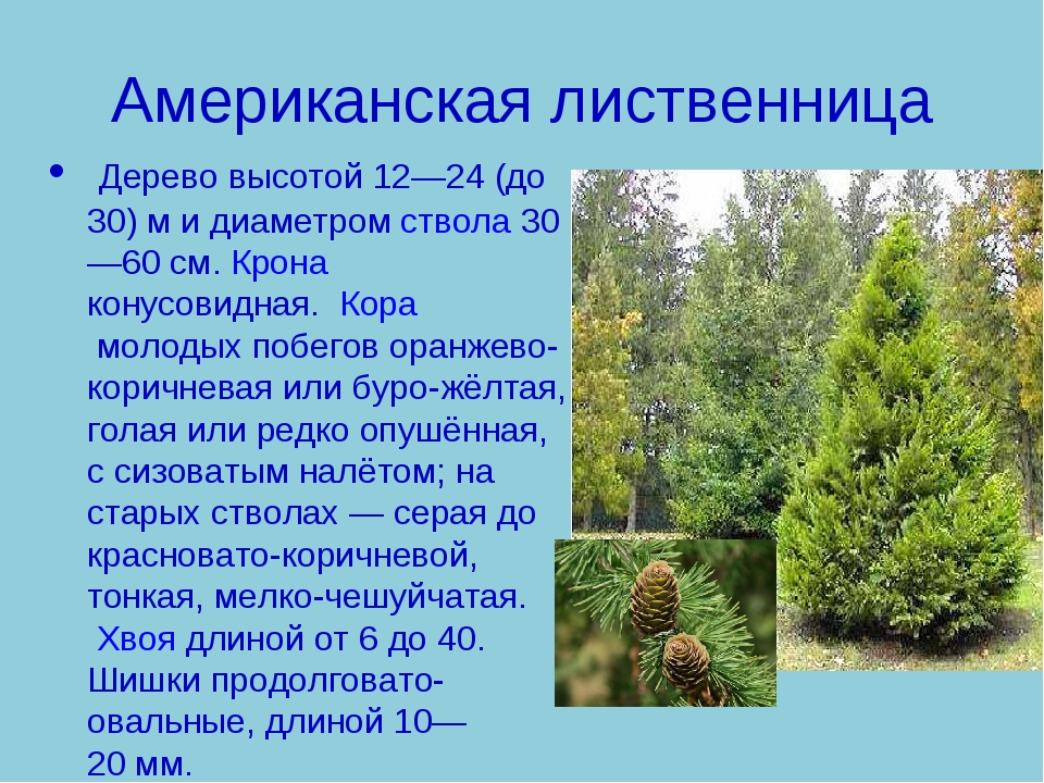 Дерево лиственница фото и описание где растет
