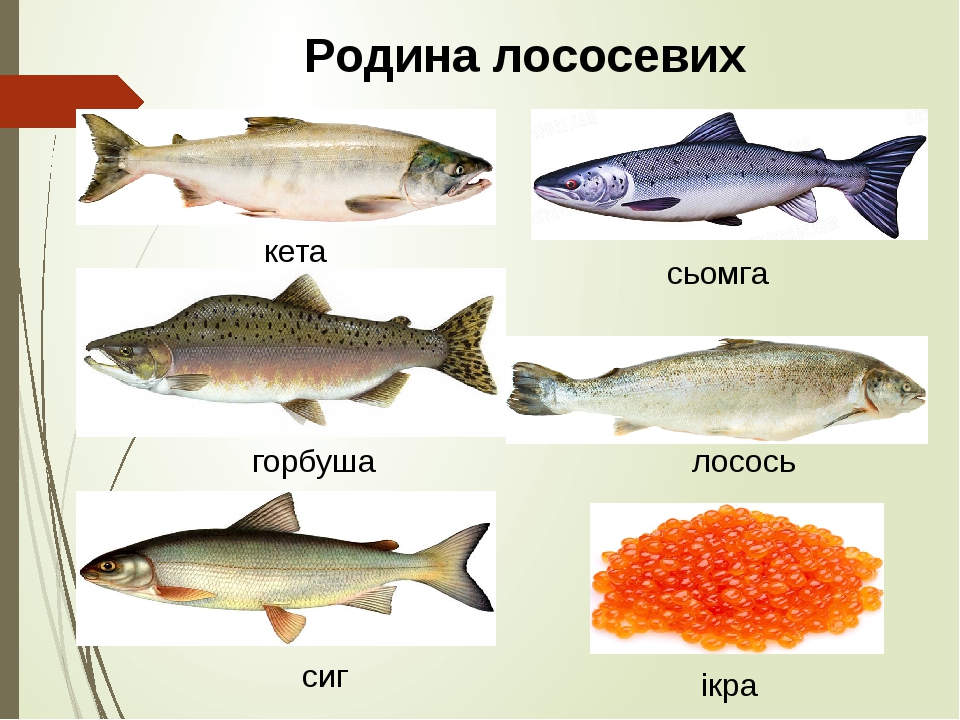 Рыба лосось: виды и подсемейства, где водится, рецепты