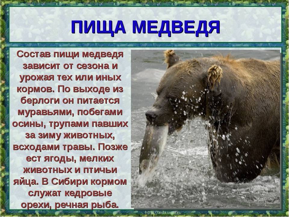 Сочинение о медведе 5 класс. Описание медведя. Сообщение о медведе. Рассказ о медведе. Бурый медведь сообщение.