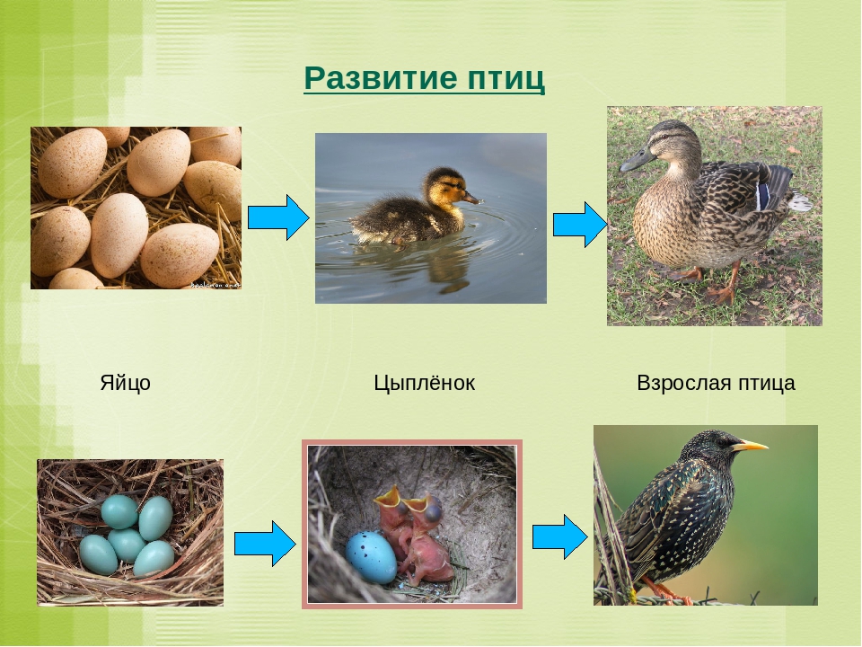 Определите тип развития птенцов. Этапы развития птиц. Размножение птиц. Стадии развития птиц. Развитие птиц схема.