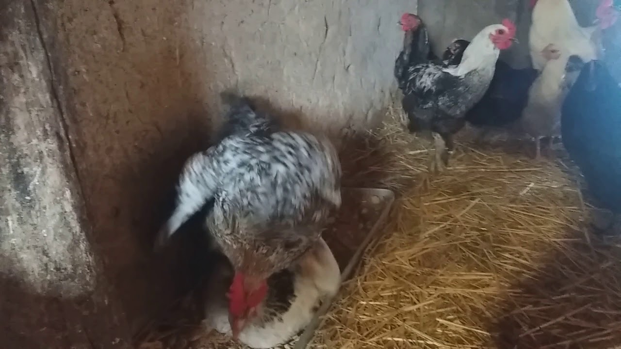 Когда куры садятся на яйца