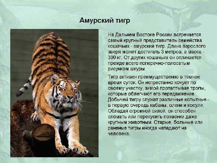 Какие особенности внешнего строения тигра. Тигр строение. Тигр описание животного. Анатомия Амурского тигра. Строение Амурского тигра.