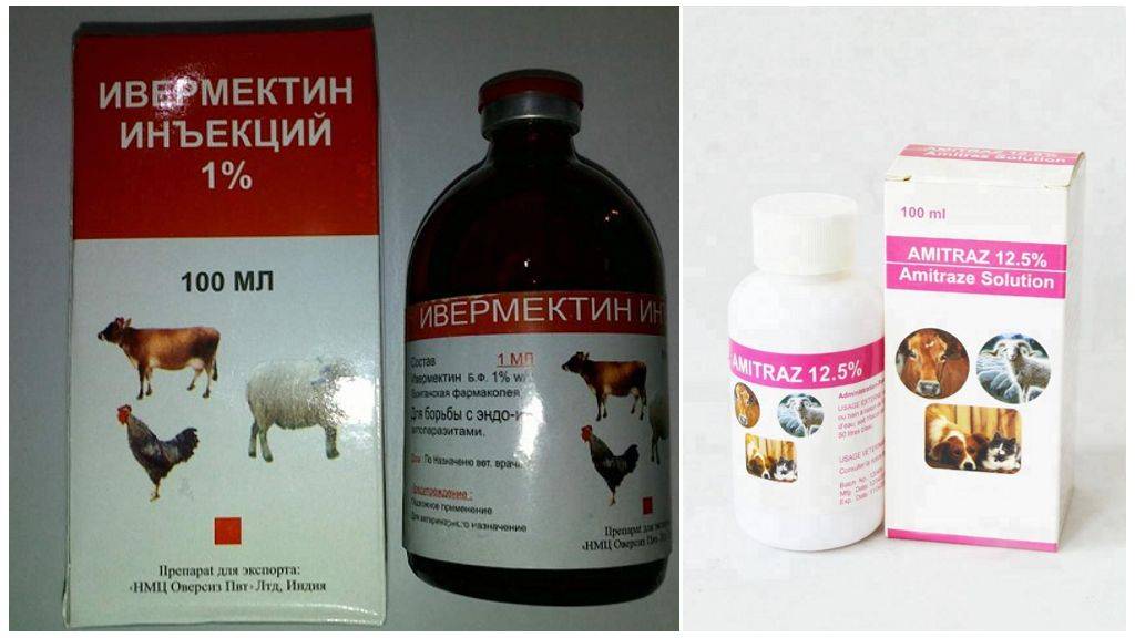 Глисты у поросят: симптомы, что делать и как лечить?