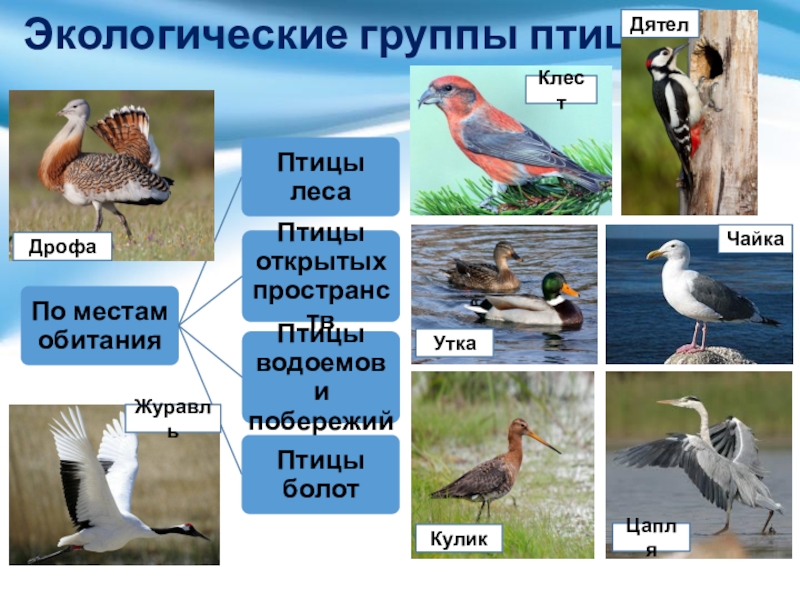 Сообщение экологические группы птиц