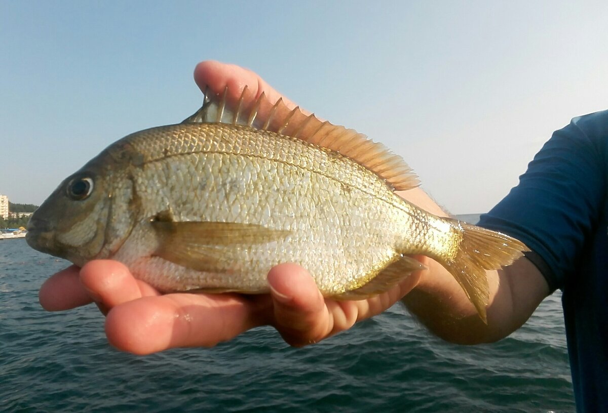 Рыба водится в крыму. Ласкирь морской карась. Ласкирь рыба Черноморская. Ласкирь черное море. Ласкирь Средиземноморский.