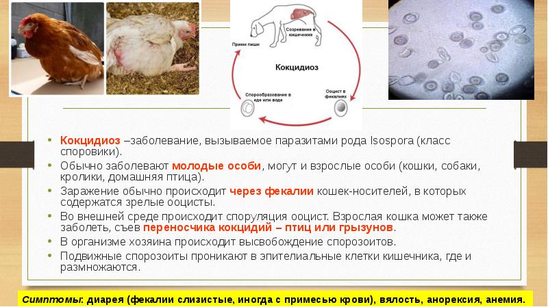 Кокцидиоз - симптомы и лечение у кур, кокцидиостатики для цыплят-бройлеров и птиц