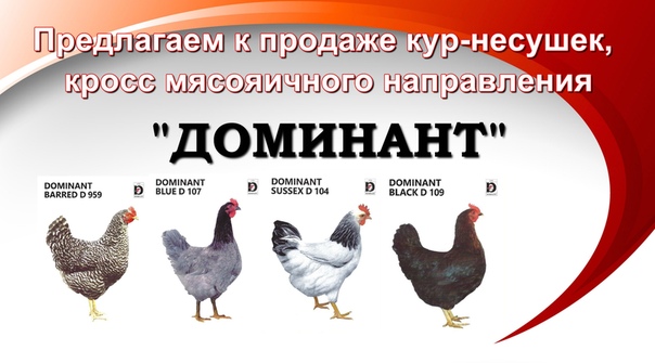 Разведение кур в домашних условиях: советы для начинающих