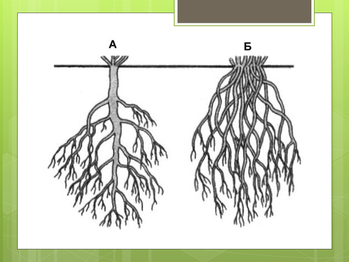 Корни одного растения называют корневой системой потому. Стержневая и мочковатая система. Стержневая и мочковатая корневая система. Стержневая корневая система корневая система.