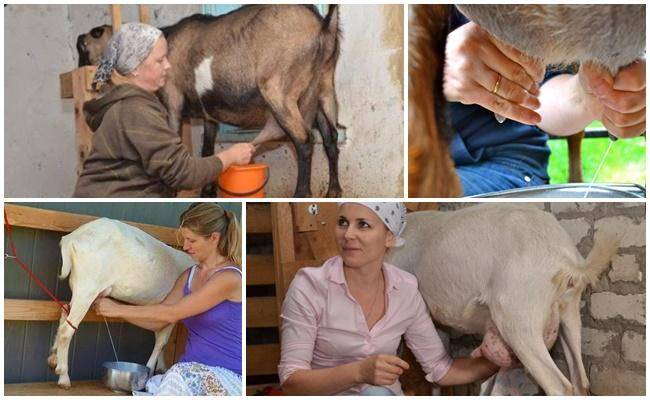 Как правильно доить козу руками, сколько раз в день