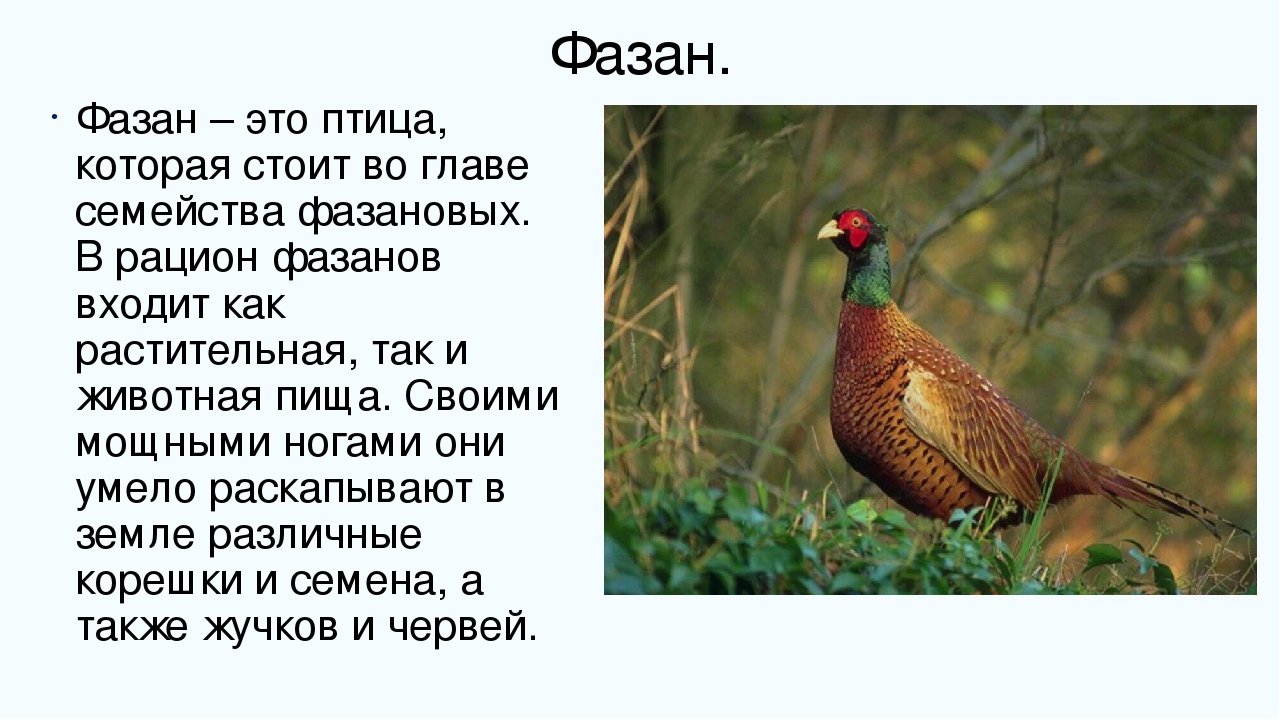 Фазан птица. описание, особенности, виды, образ жизни и среда обитания фазана | живность.ру
