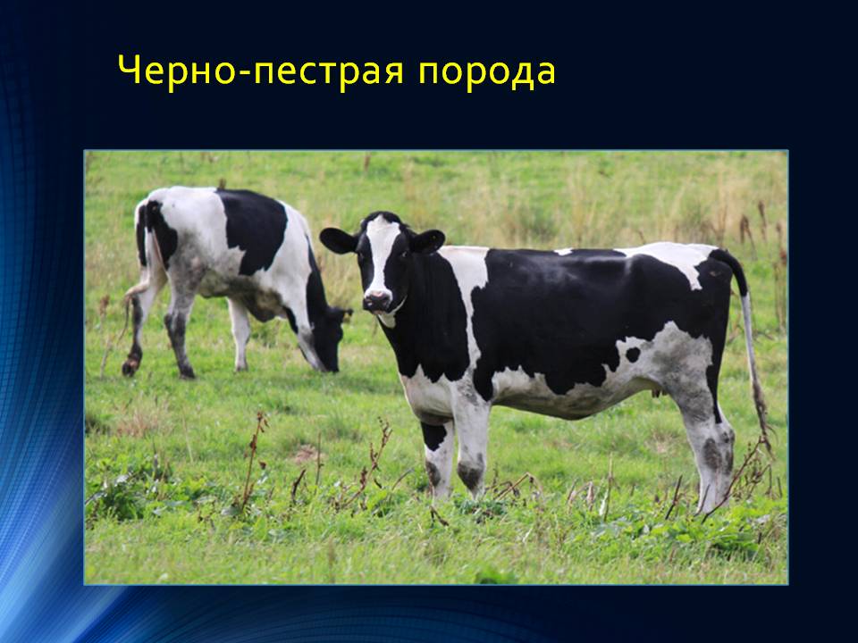 Черно-пестрая молочная порода коров: достоинства, недостатки и продуктивность